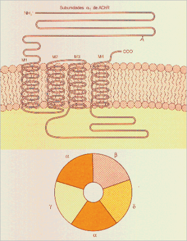 Características estructurales de los receptores colinérgicos